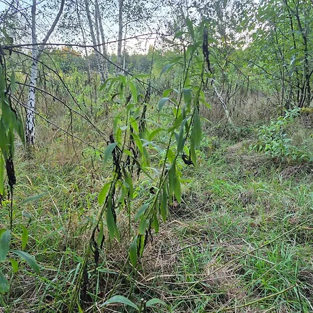 Leoland - Zero Udogodnien Luxuszelt