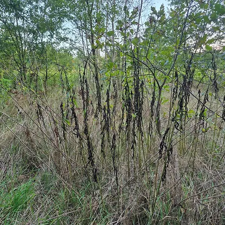 Leoland - Zero Udogodnien Luxuszelt Babice (Raciborz)