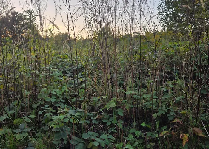 Leoland - Zero Udogodnien Luxuszelt *