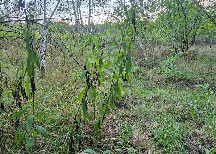 Leoland - Zero Udogodnien Luxuszelt