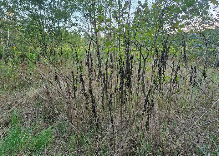 Leoland - Zero Udogodnien Luxuszelt Babice (Raciborz)